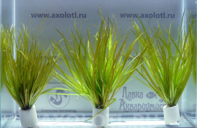 Бликса Японская (меристемное растение), ф60х40 мм